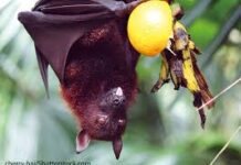 निपा भाइरस भित्रिन र फैलिन नदिने ‘नाकादेखि प्रयोगशालासम्म’ सतर्कता